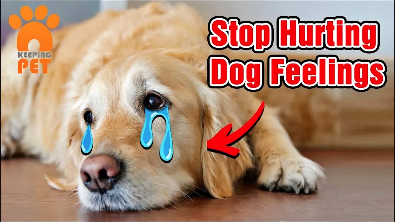 10 Things That EMOTIONALLY Hurt Your Dog