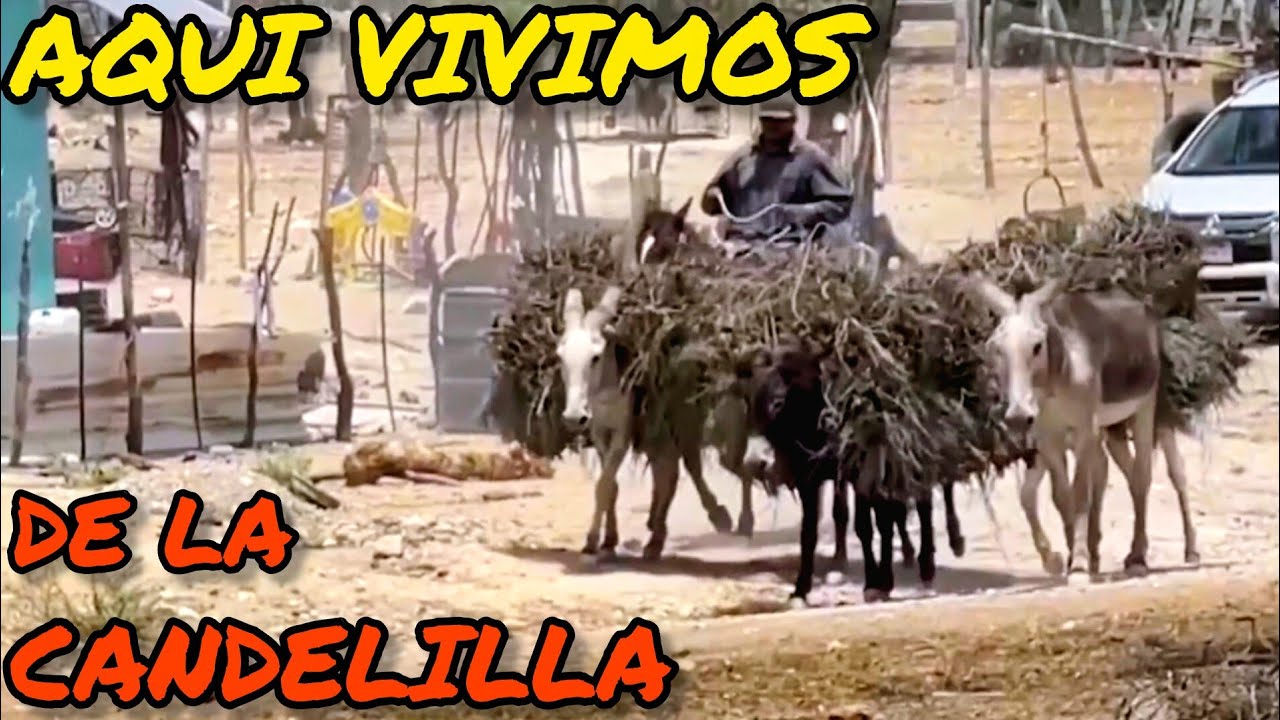 LOS CANDELILLEROS DEL EJIDO CUATES DE AUSTRALIA COAH HACIENDO CERA DE LA CANDELILLA DEL CERRO