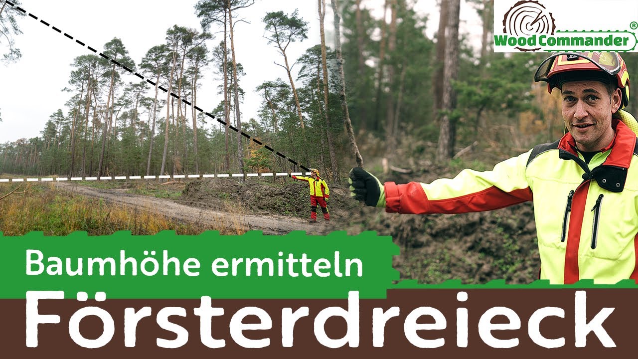 Baumhöhe ermitteln mit Försterdreieck