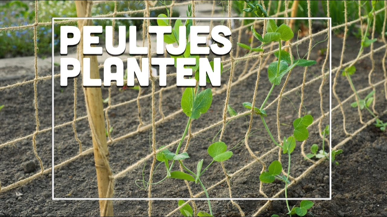 Peultjes planten! - Maxim's Moestuin #2