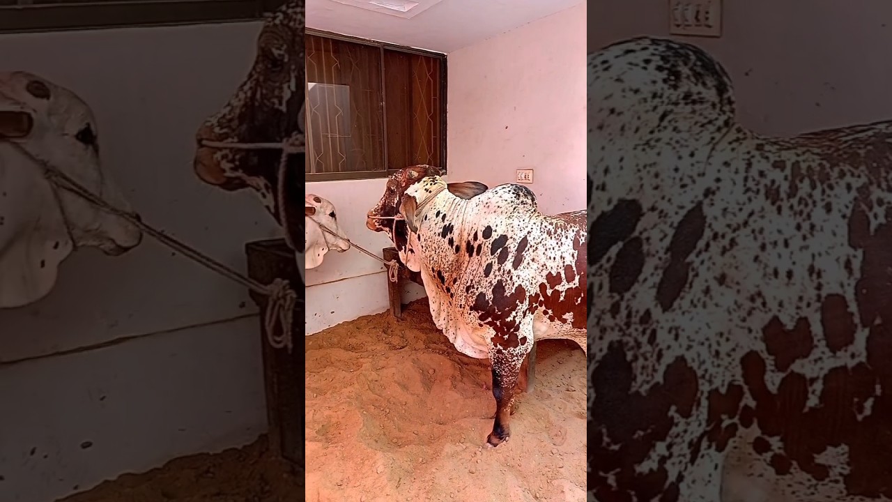 Alhamdulillah 2k24&hearts;️🥺 #viral #trending #mashallah #alhamdulillah #qurbani2k24 #cow #mandi #reels