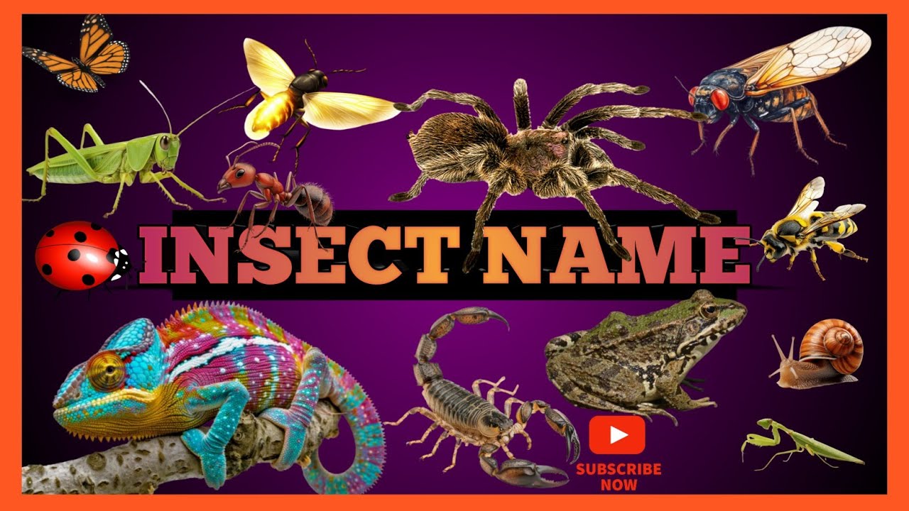 INSECT NAMES FOR KID'S | ENGLISH AND HINDI WITH PICTURES | PRE-SCHOOL LEARNING| KID'S EDUCATION.