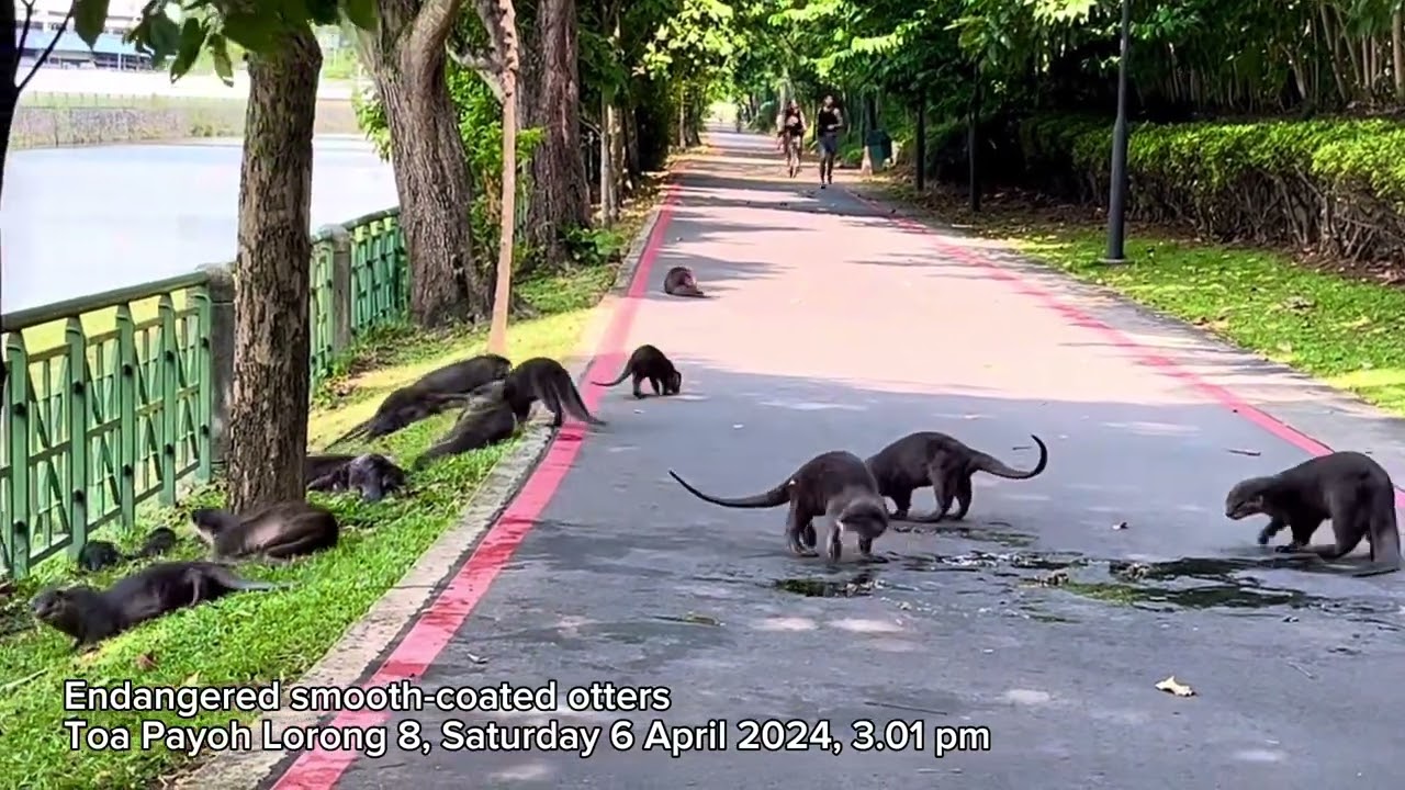 Sighting of endangered smooth-coated otters at Toa Payoh Lorong 8