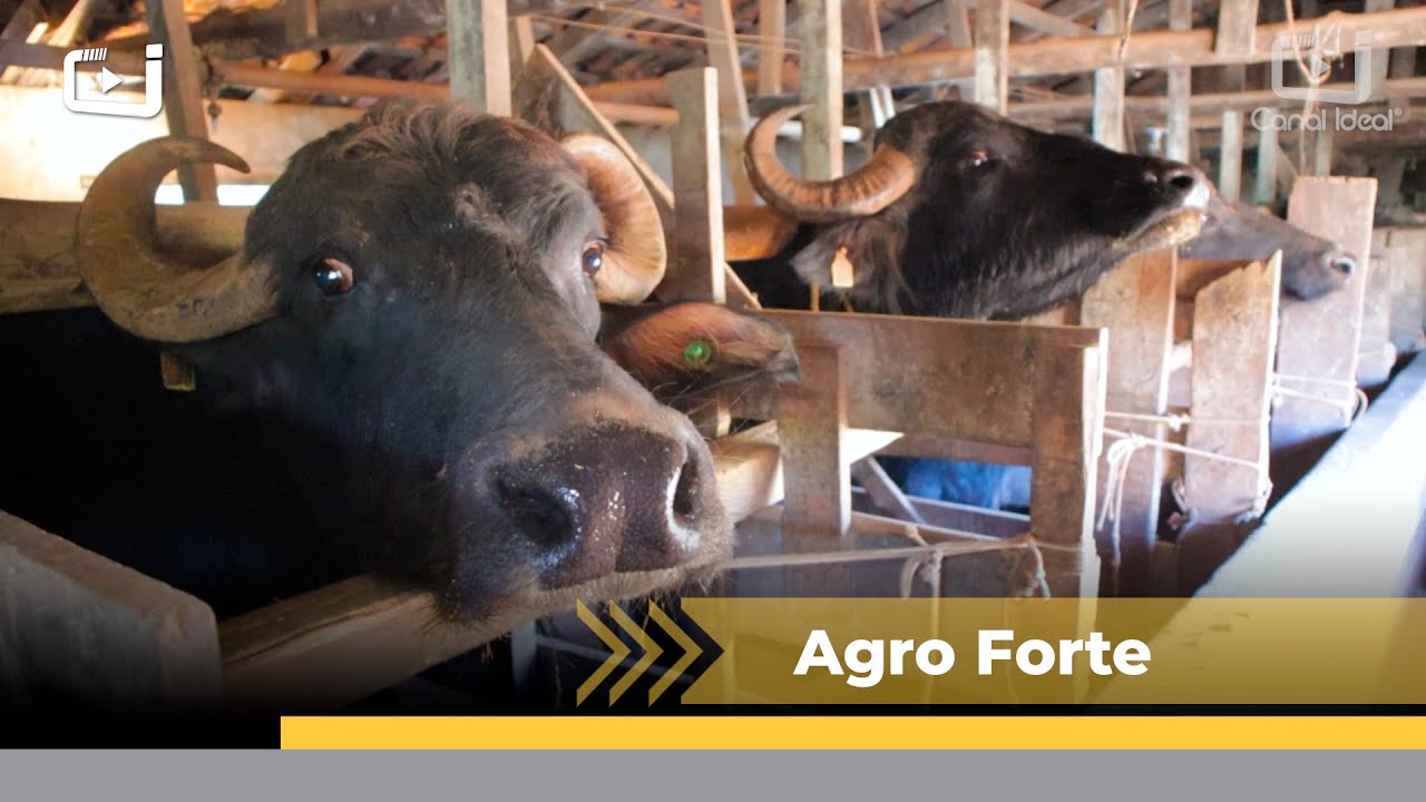 No Agro Forte você vai conhecer mais sobre a criação de Búfalos em uma propriedade de Xavantina