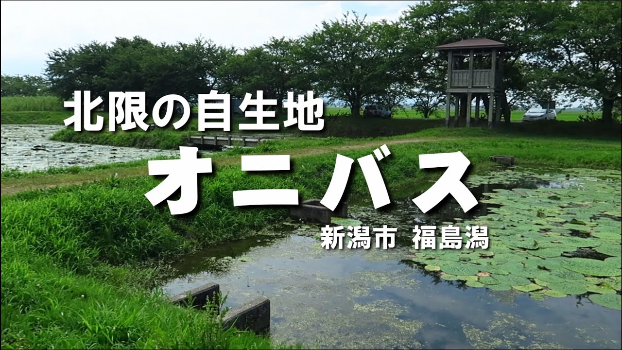オニバス 北限の自生地 福島潟 2021/07/23 撮影