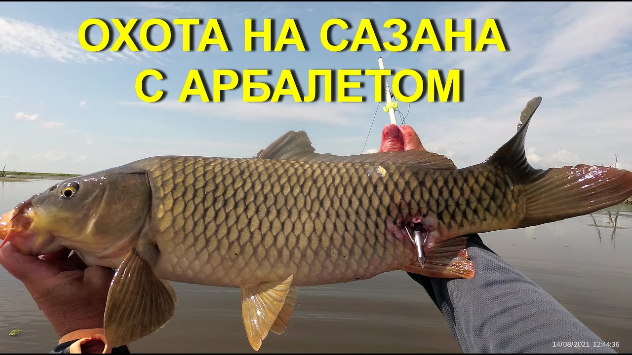 ОХОТА НА САЗАНА С АРБАЛЕТОМ (август 2021)