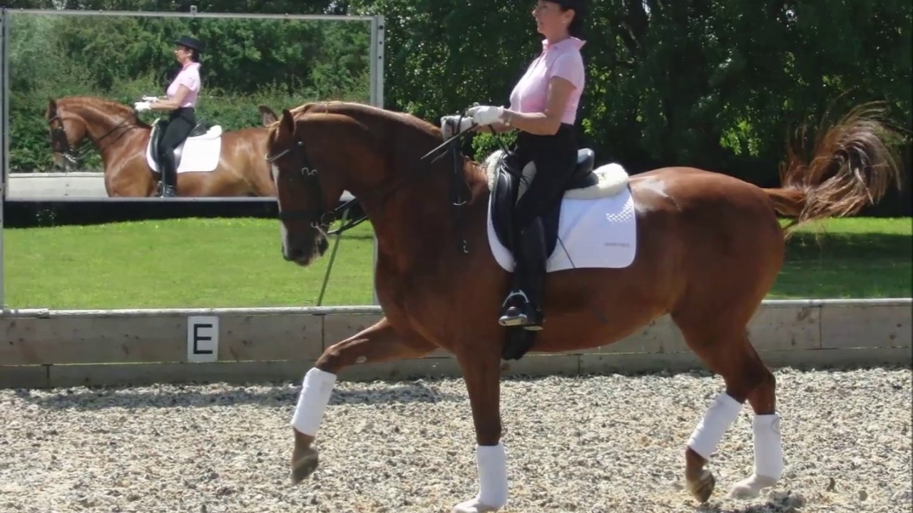 Equestrian Reflections - Outdoor and Indoor Arena Mirrors