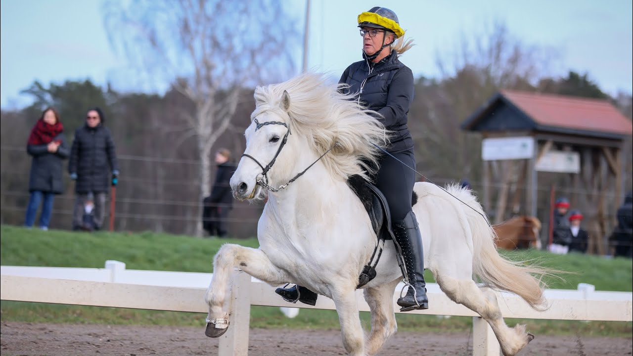 A day with TheHorseSeller - ICELANDIC HORSE DREAMS - S1/E12 Qualitag