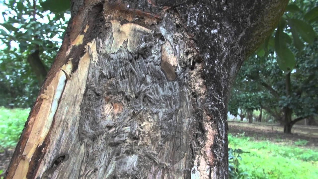 Sunburn Repair of avocado tree trunk with Tree Bandage