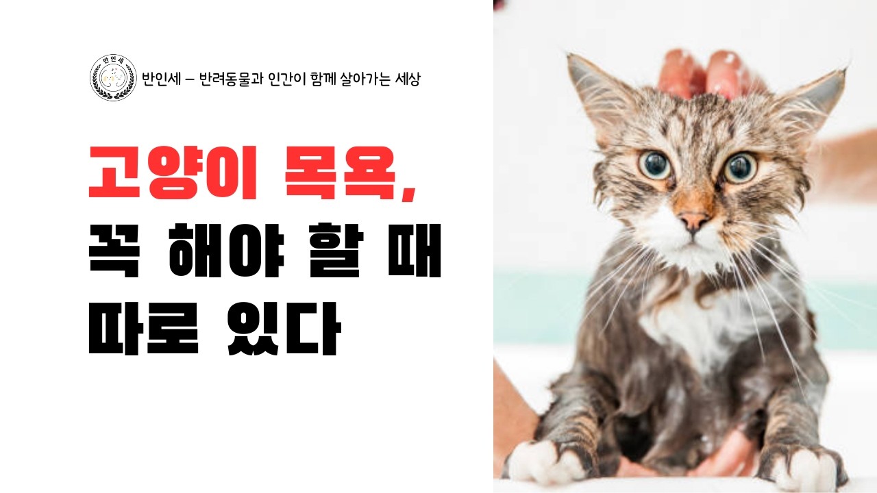 고양이 목욕, 꼭 해야 할 때 따로 있다 - 롱폼