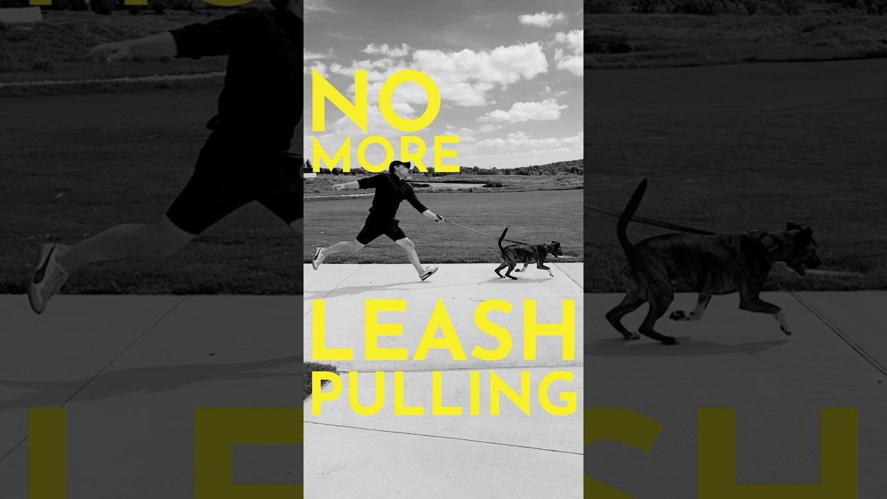 How to Teach Your Dog to Stop Pulling (Pain-free) #dogtraining #puppytraining #dogtrainer