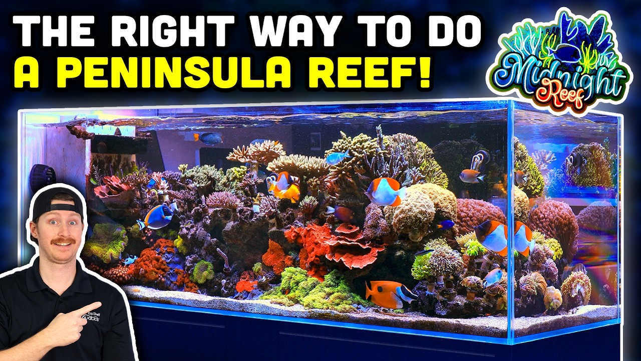 250 Gallon DECKED OUT Saltwater Aquarium! Keys to Keeping a Mixed Reef!