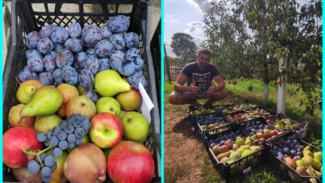 Am recoltat primele 10 ladite de fructe proaspete și asortate✅🍐🍎🫐