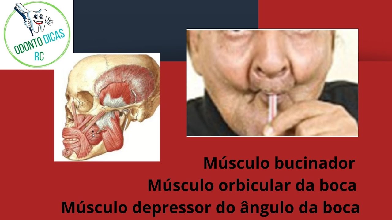 Músculos da mímica facial: bucinador, orbicular da boca e depressor do ângulo da boca.