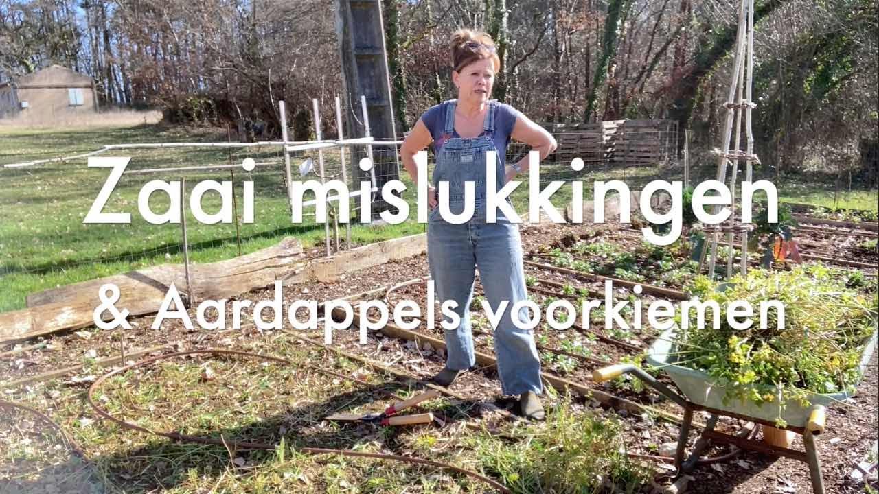 Ini's Moestuin #88  Groenbemester verwerken, wat kan er mis gaan met zaaien? Aardappels voorkiemen