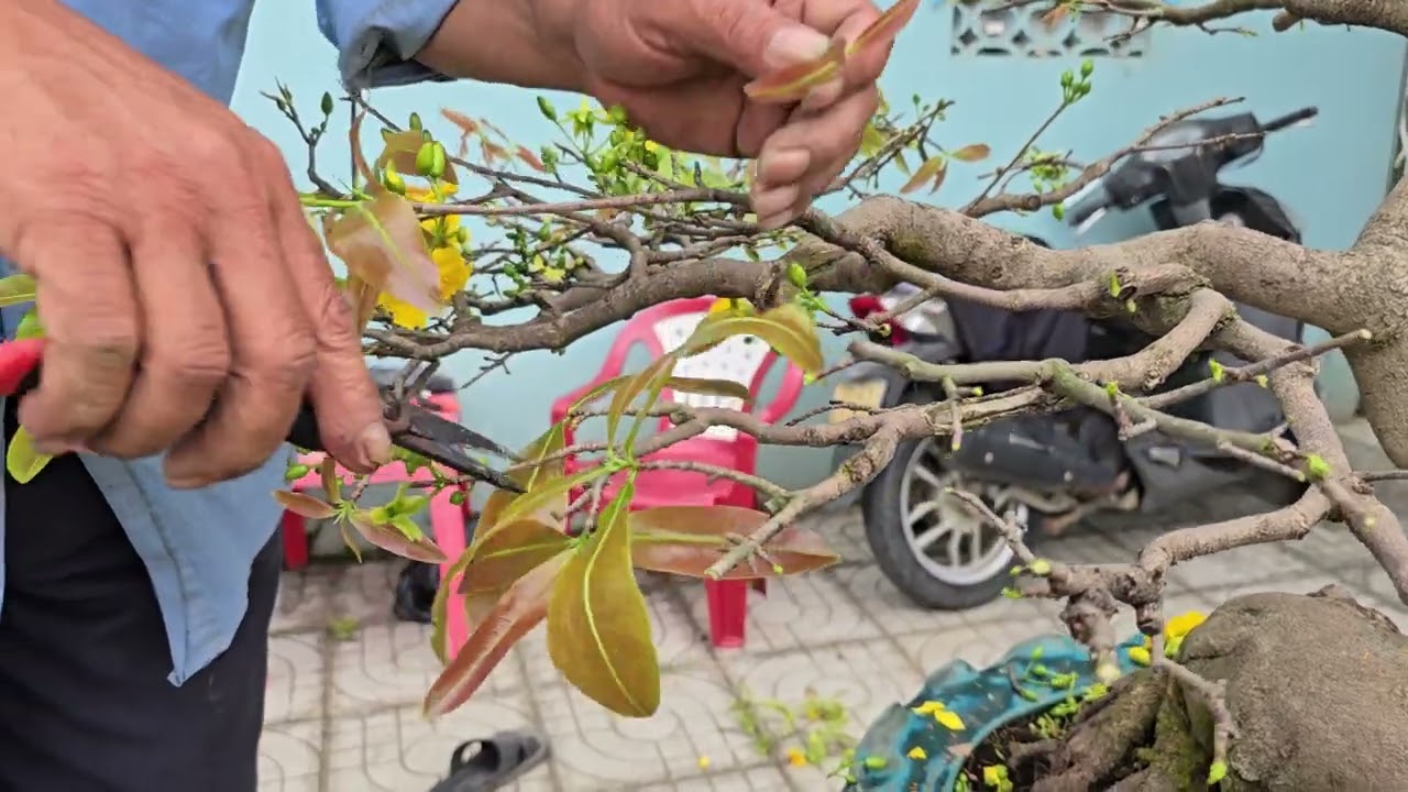ae tham khảo cách xả tàn và dùng thuốc kích cho cây mai sau tết sao cho hiệu quả. 0935633236.