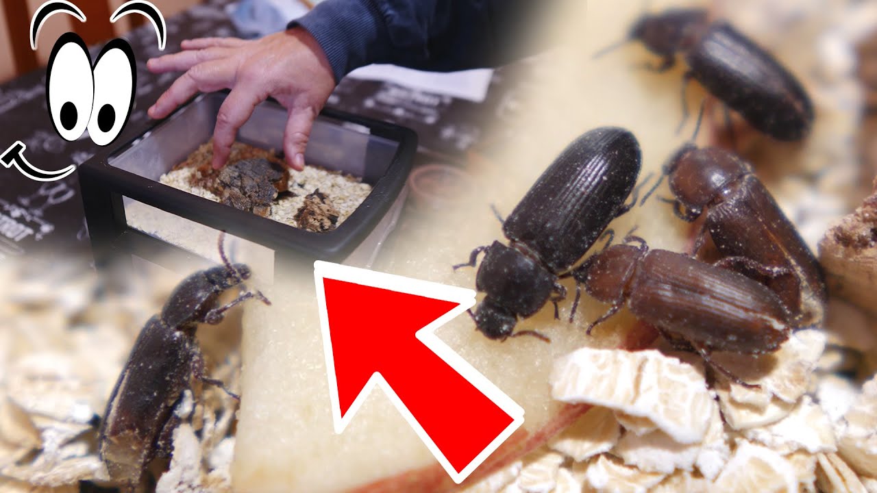 GRANJA DE TENEBRIOS🐛🐜 ➕ SORTEO❗🤞