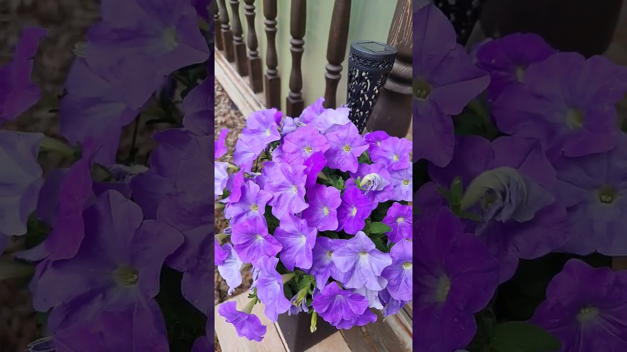 Июньский сад #love #garden #садоводничество #петуния #жасмин #ландшафт