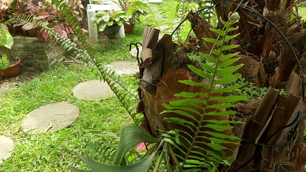 JARDIN TROPICAL FAMILIA NASH PANAMA - RECORRIDO DE JARDIN (Junio 2020)