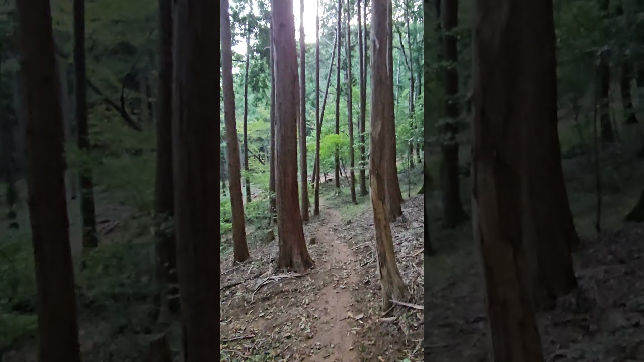 Hiking in a Japanese Cypress Hinoki Forest of Busan Calm #busan #Choeup-dong #korea