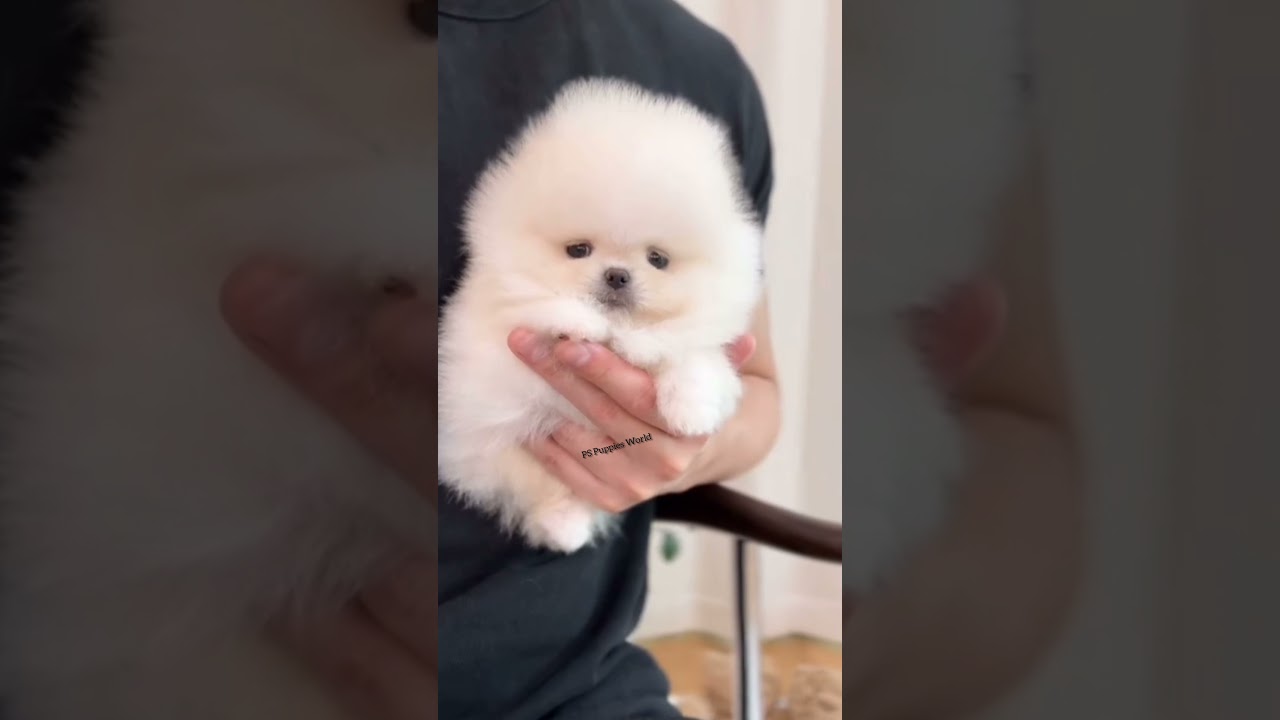 Online dog kaise kharide | cheapest dog market in India | Pomeranian dog price in India 2025 #viral