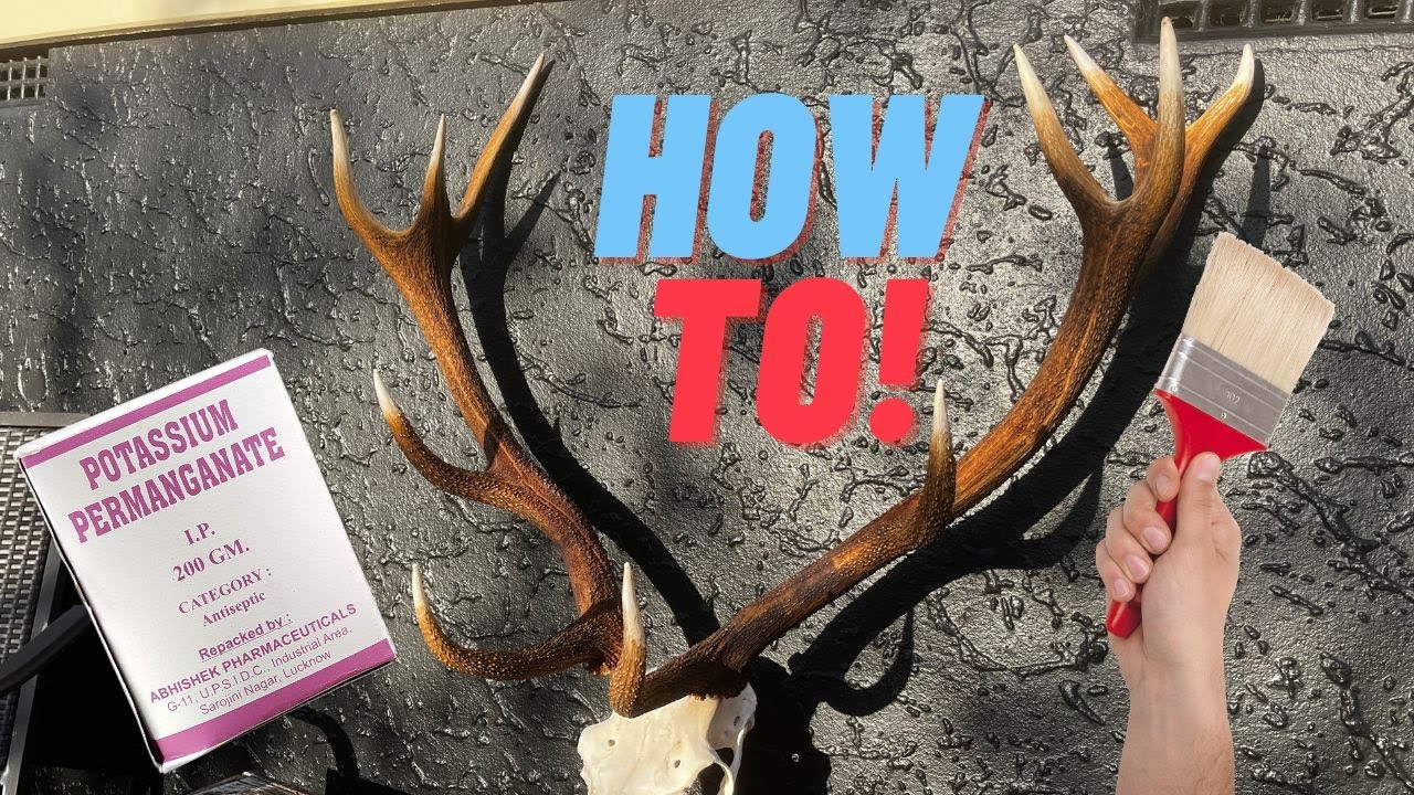How to re-colour deer antlers - Potassium Permanganate