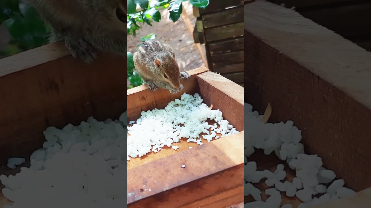 Squirrel eating rice 🤤 eating animals big hungry | qute squirrel  🦨🌿❤  part 149