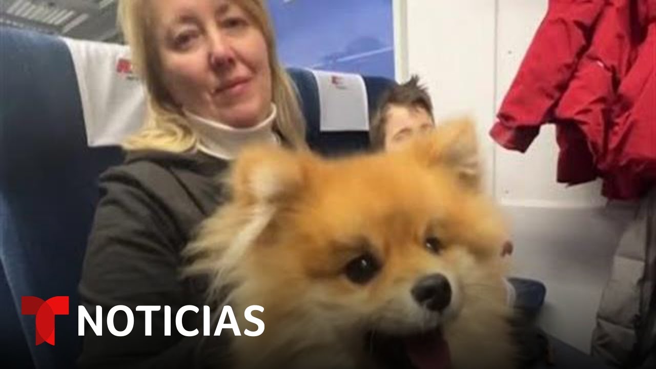El perro que salvó a sus dueños y otros animales refugiados | Noticias Telemundo