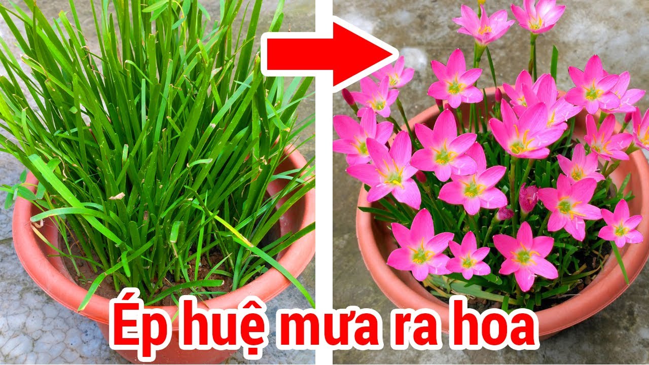 Ép huệ mưa ra hoa - Làm sao để huệ mưa ra hoa