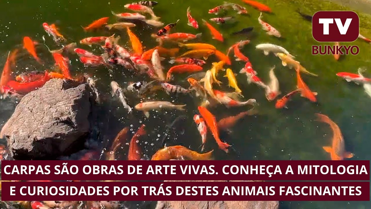 Carpas (Koi) Obras de arte vivas no Pavilhão Japonês - TV Bunkyo