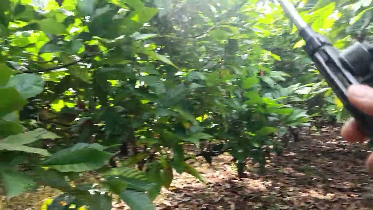 Aplikasi spray rutin + Curcol santai bro kakao Mcc02 usia 5th Lebih.