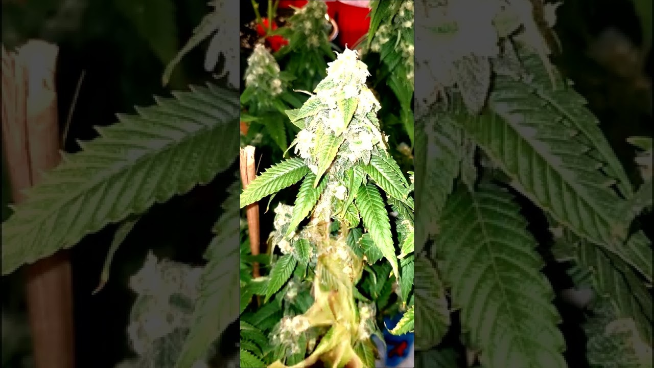 white Rhino 🦏  - hybrid : white widow &times; north American indica
