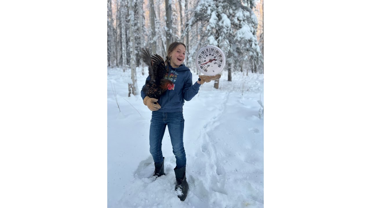 Winter chicken chores at -40