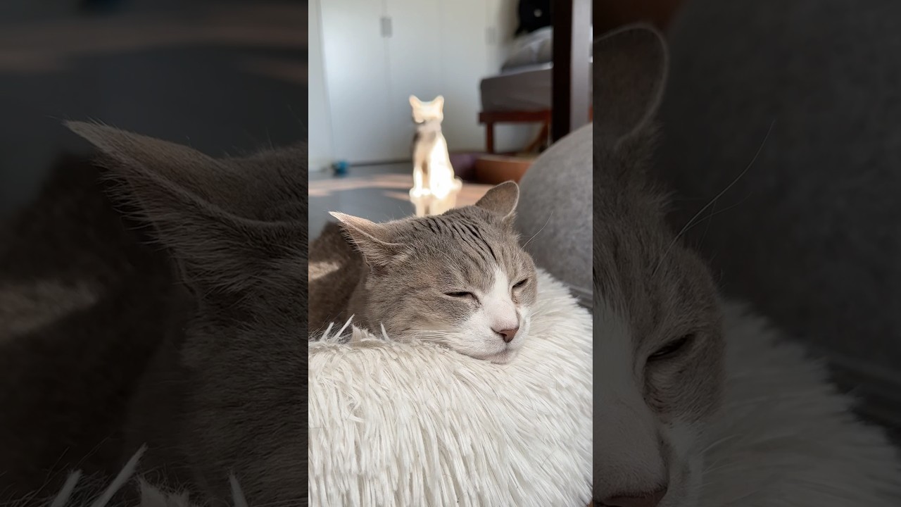 #猫の日 のモアクリ。いつも通りのんびりしてましたよ。 #モアクリ