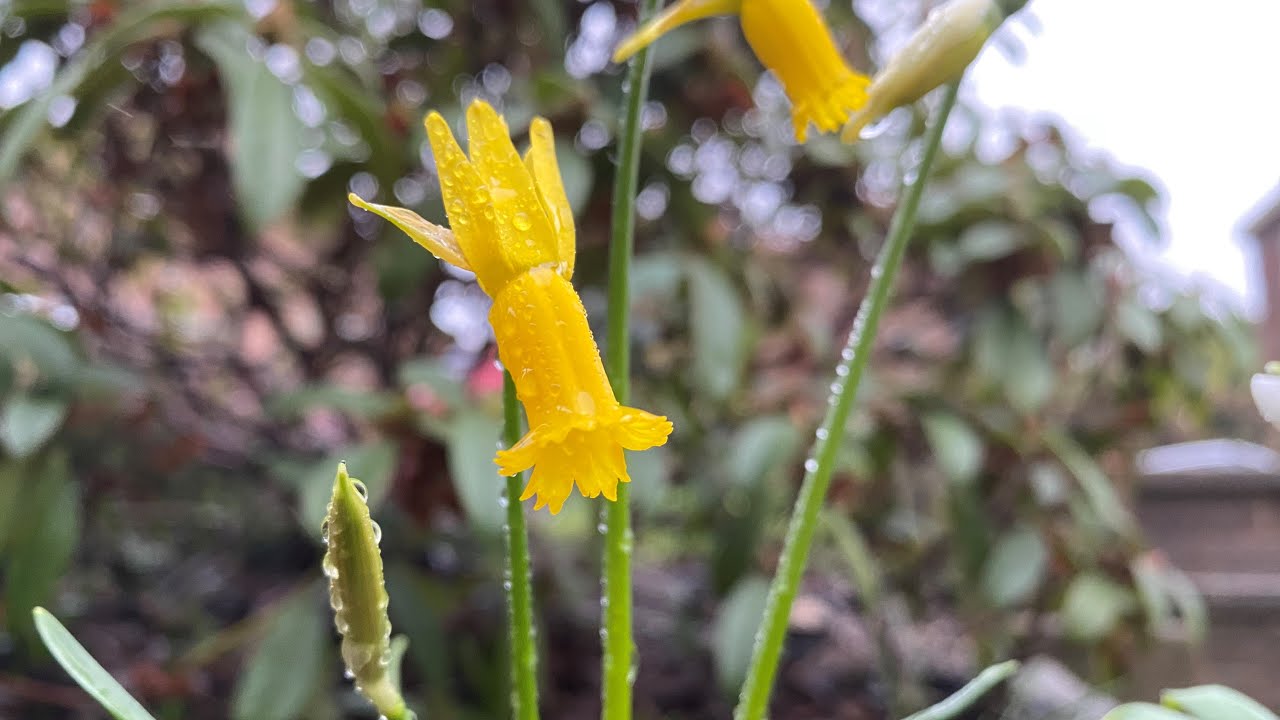 New! first time collecting daffodil seeds - and sowing them instead of bulbs!