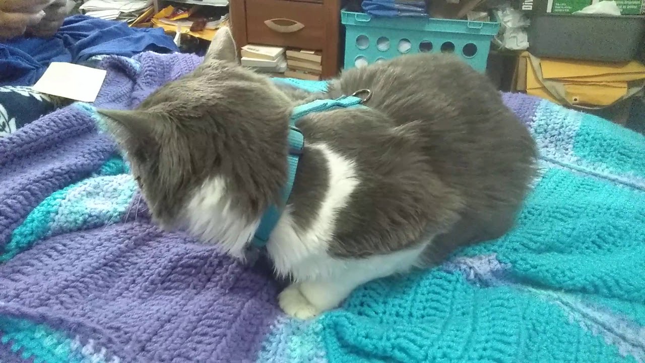 Feline hyperesthesia