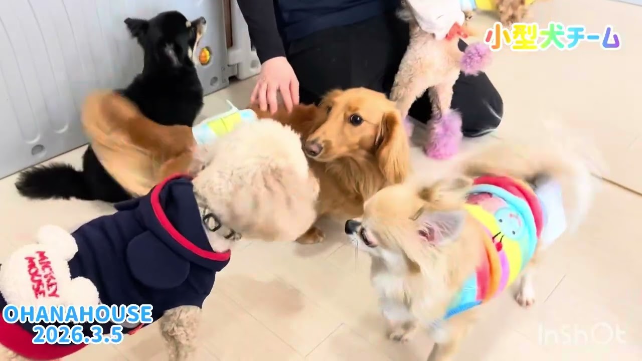 広場あそび（小型犬チーム）
