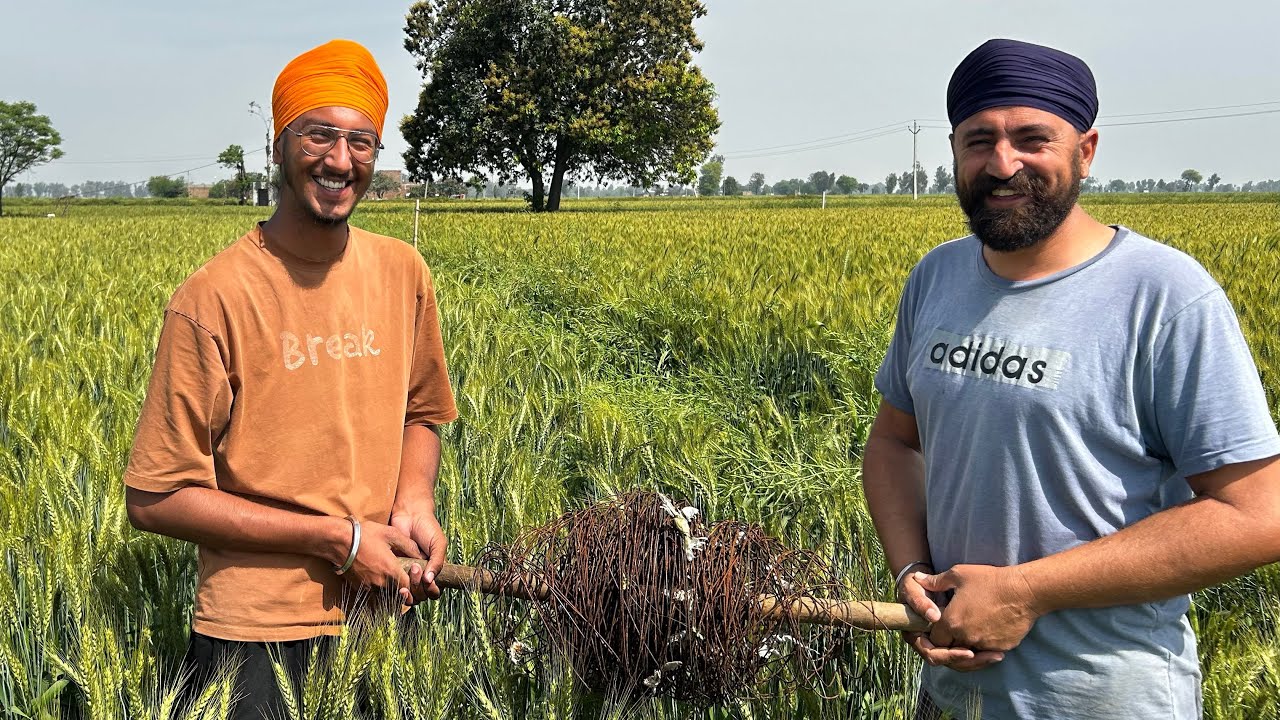 ਝਟਕਾ ਤਾਰ⚡️ਖੋਲਦੇ ਬੰਦੇ ਹੋਏ ਗਰਮ 🥵// de-fencing // dhillon brothers