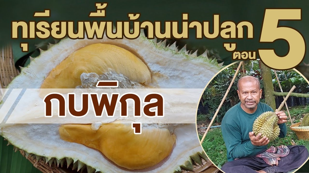 สวนตาก้าน ('64) : แนะนำทุเรียนน่าปลูก ตอน 5 