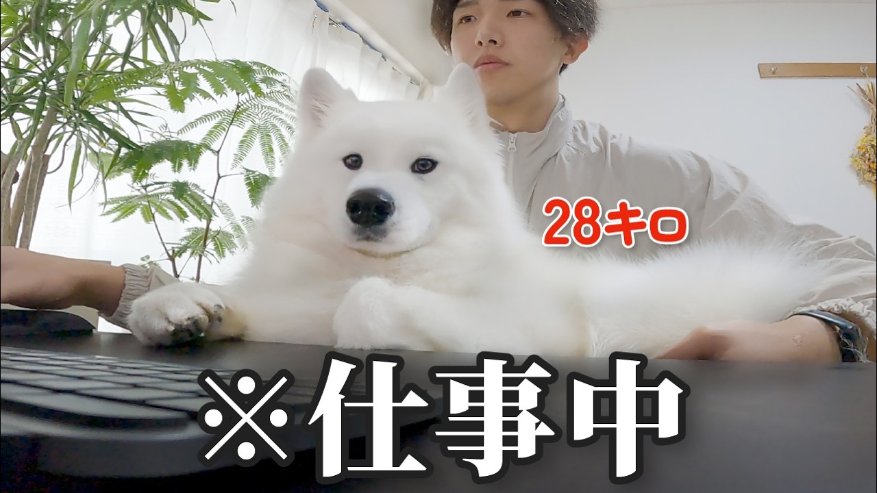 仕事中でも容赦なく甘えてくる自分の大きさを勘違いしている犬かわいすぎました…