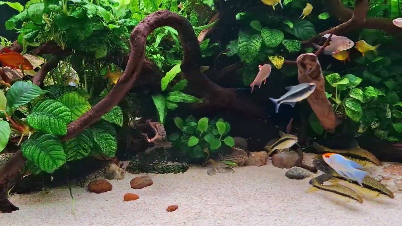Fauna e flora! Plantado 600l...