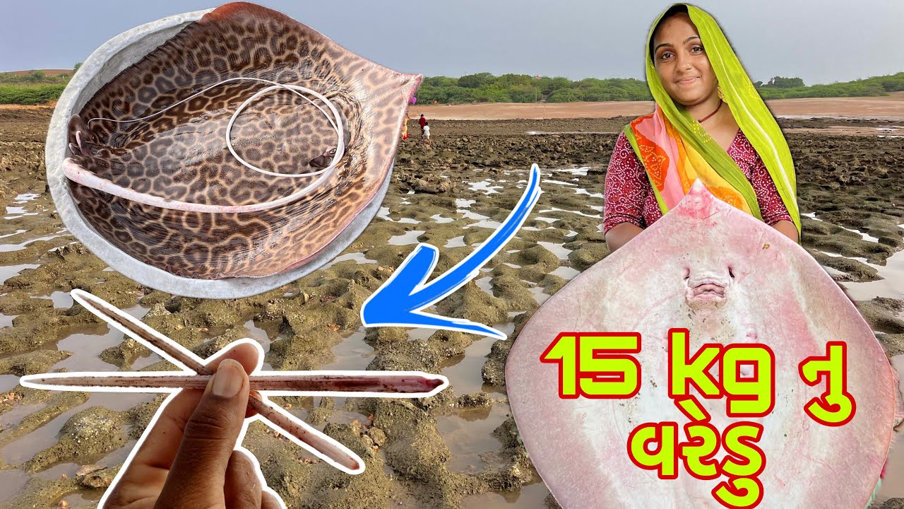 જાળ મા 15 કીલો નુ વરેડુ આવ્યુ 🐙 Varedu fishing 🎣dariyai khedut@desirasoikathiyawadi