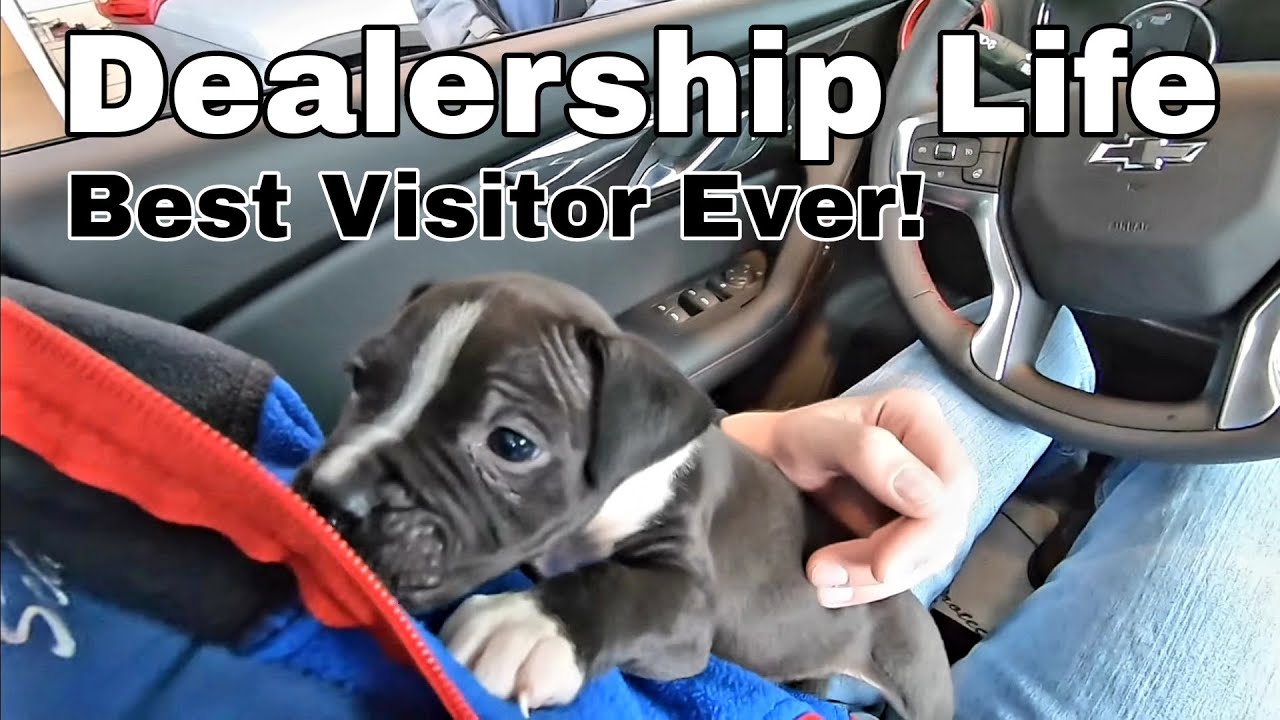 Dealership Life - Лучший посетитель!