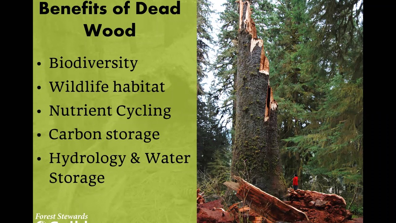 Dead wood and forest management