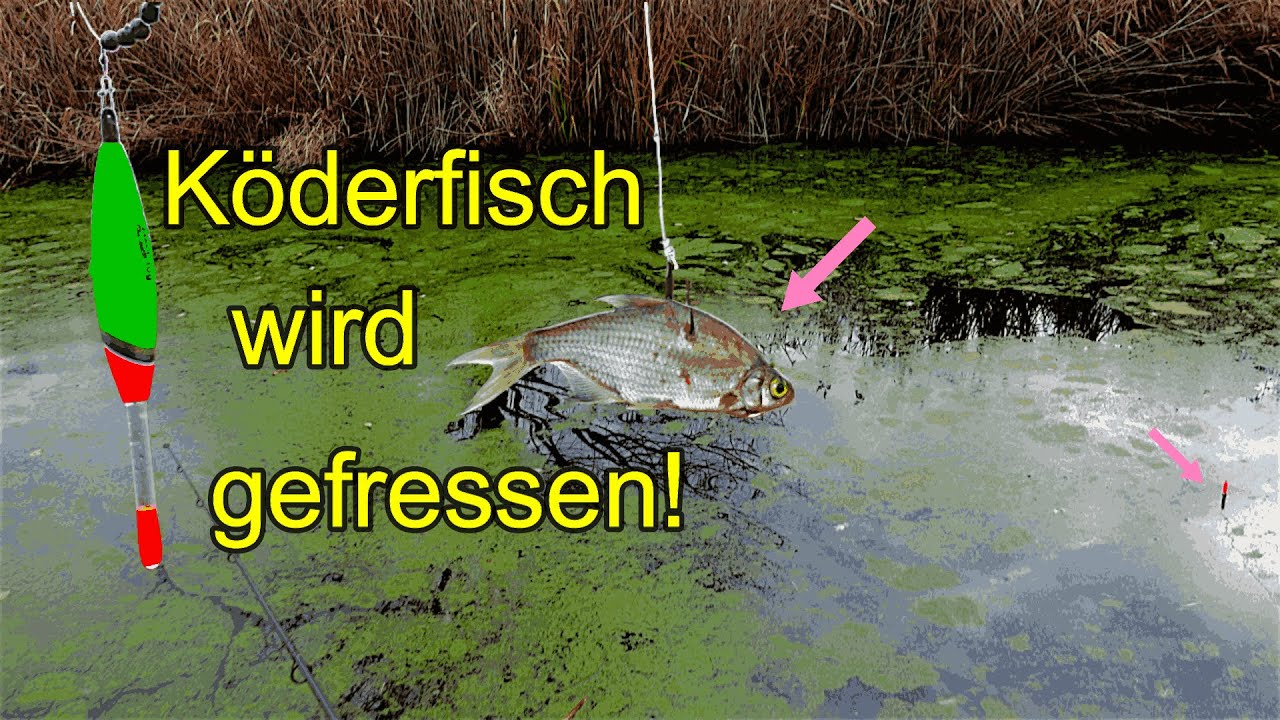 Angeln im Winter mit Köderfisch und Pose auf Zander und Hecht Eskaliert komplett!