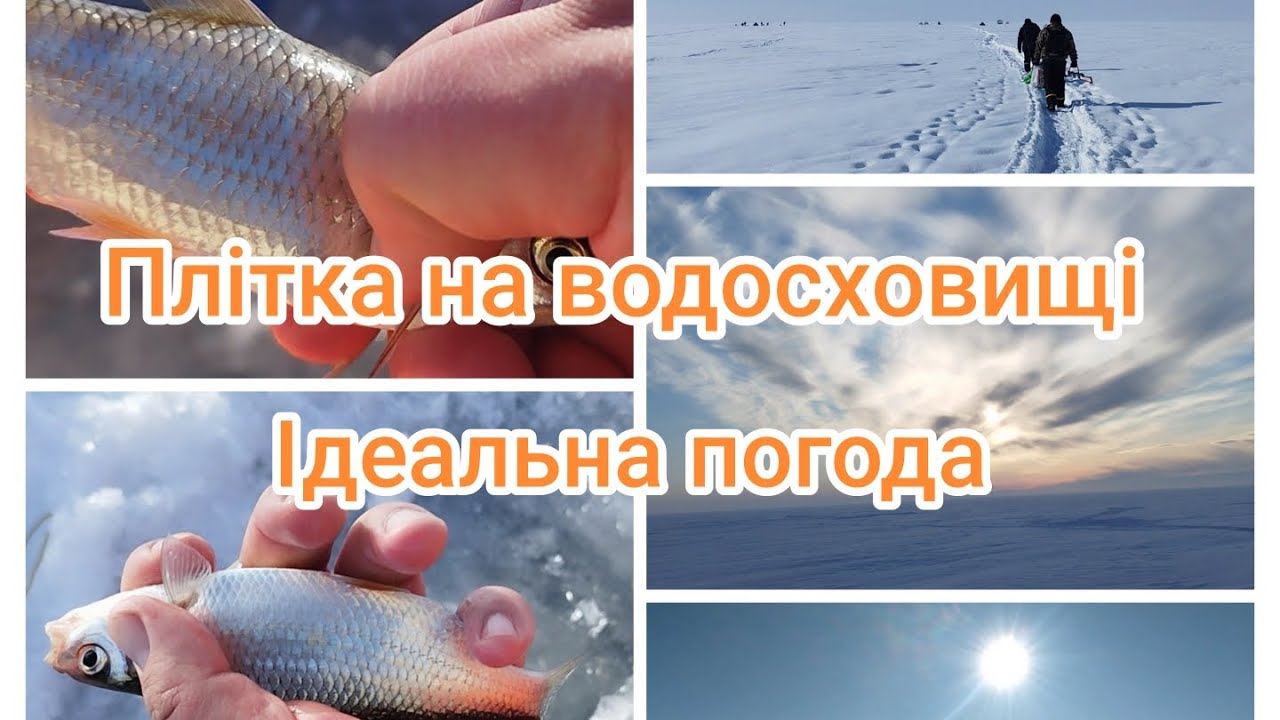 Плітка на Кременчуцькому водосховищі.