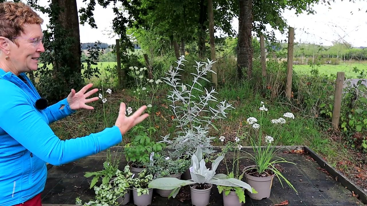 How To Build A Silver & White Garden Border
