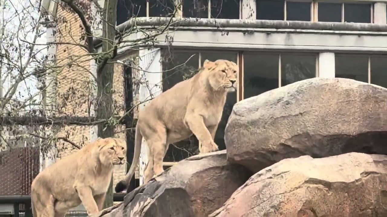 Lions