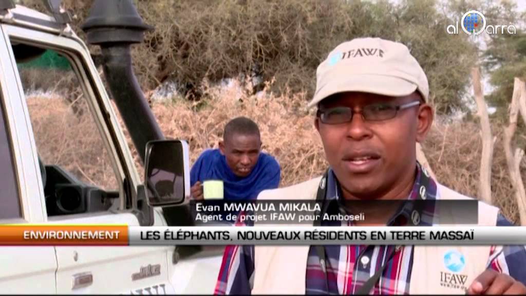 Les éléphants, nouveaux résidents en terre massaï