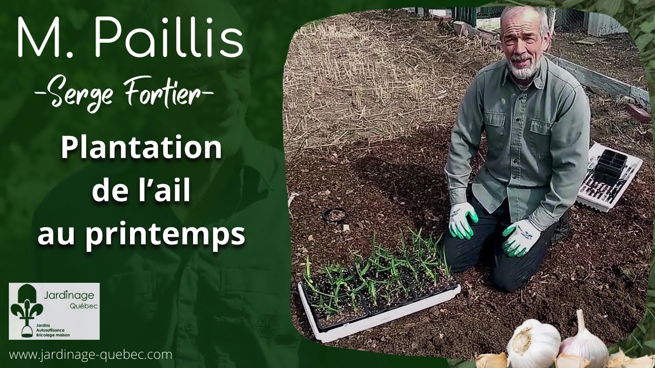 PLANTER DE L'AIL AU JARDIN POTAGER AU PRINTEMPS - CONSEILS DE SERGE FORTIER